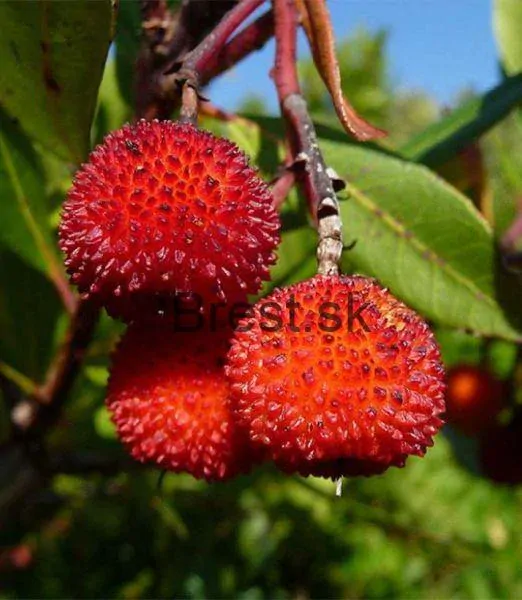 Arbutus unedo Rubra